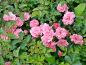 Preview: Rosa "The Fairy" - (Bodendeckerrose "The Fairy"),